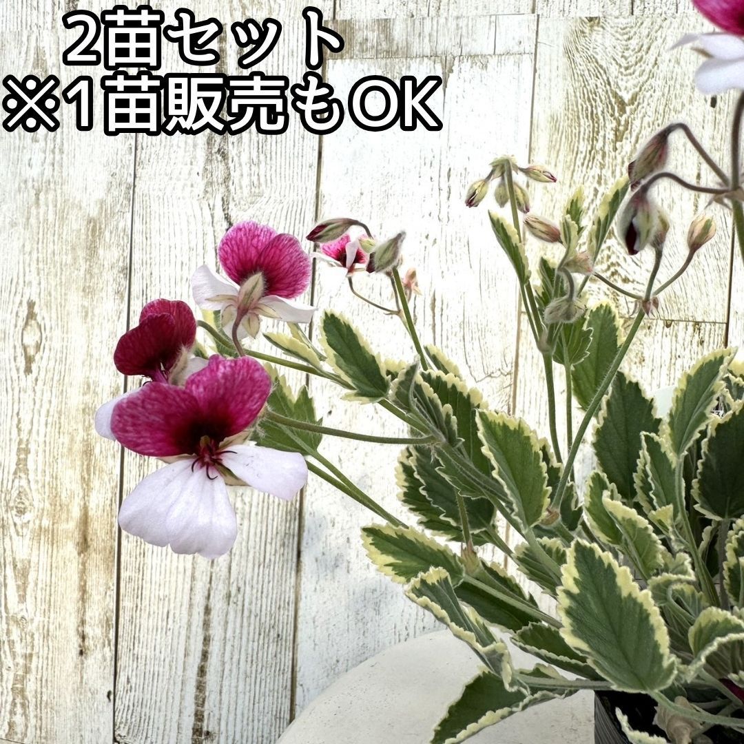 ゼラニウム鉢植えとポット苗 ばぁ様専用