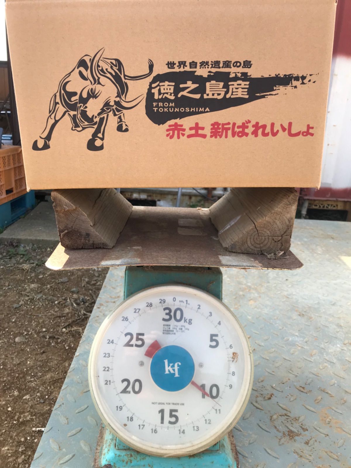 徳之島産赤土馬鈴薯-0