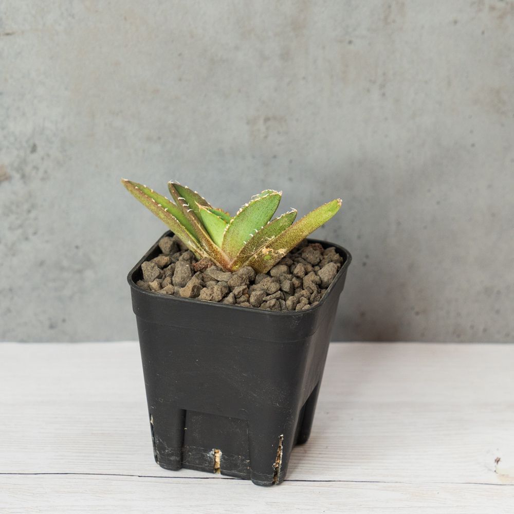 アガベ チタノタ ブツブツ スタッズ 子株】 アガベ チタノタ White