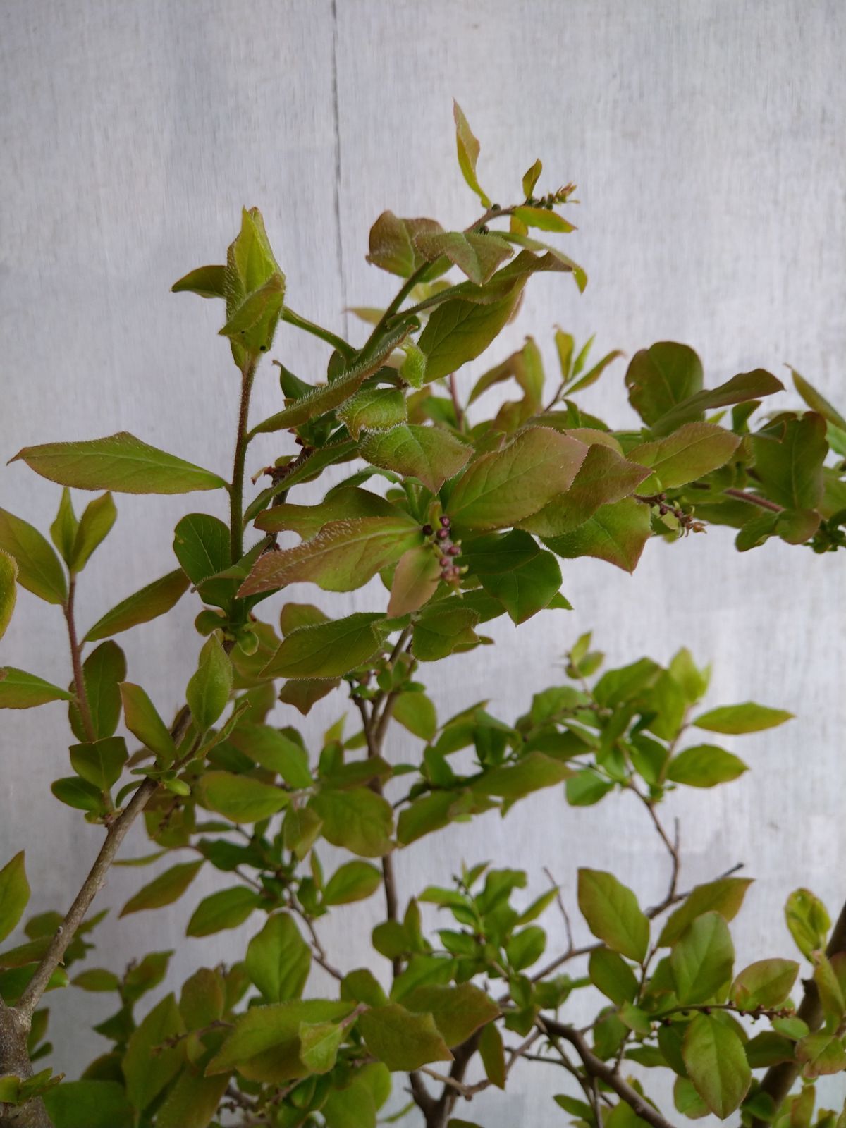 苗木・植木 ナツハゼ株立ち