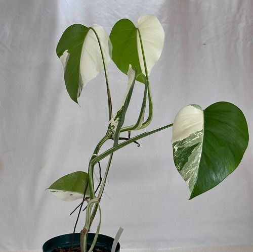食*家様 斑入りモンステラホワイトタイガー実付き大茎ばかり5株おまとめ希少レアア 食*家様 斑入りモンステラホワイトタイガー実付き大茎ばかり5株お
