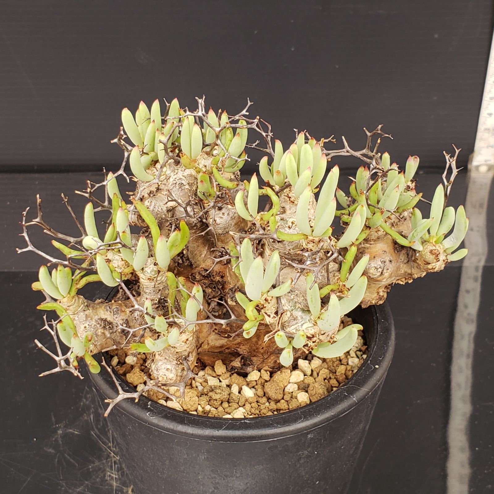 TR1 チレコドン レティキュラータス 万物想 発根済 ※鉢付きメルカリ便発送 TR1 チレコドン レティキュラータス 万物想 発根済 ※鉢付きメルカリ便