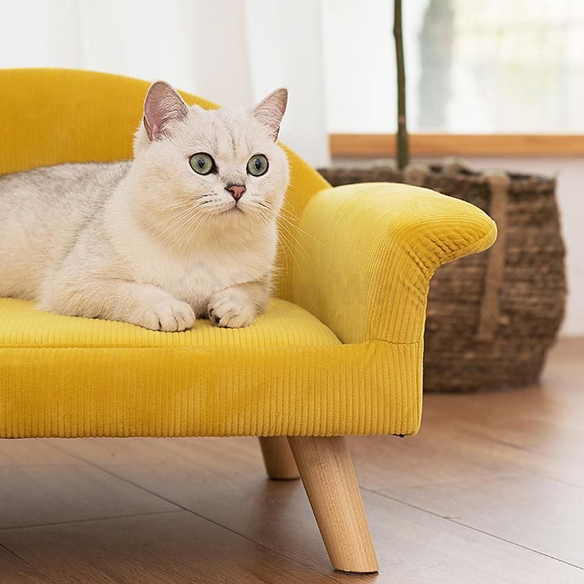 猫 犬