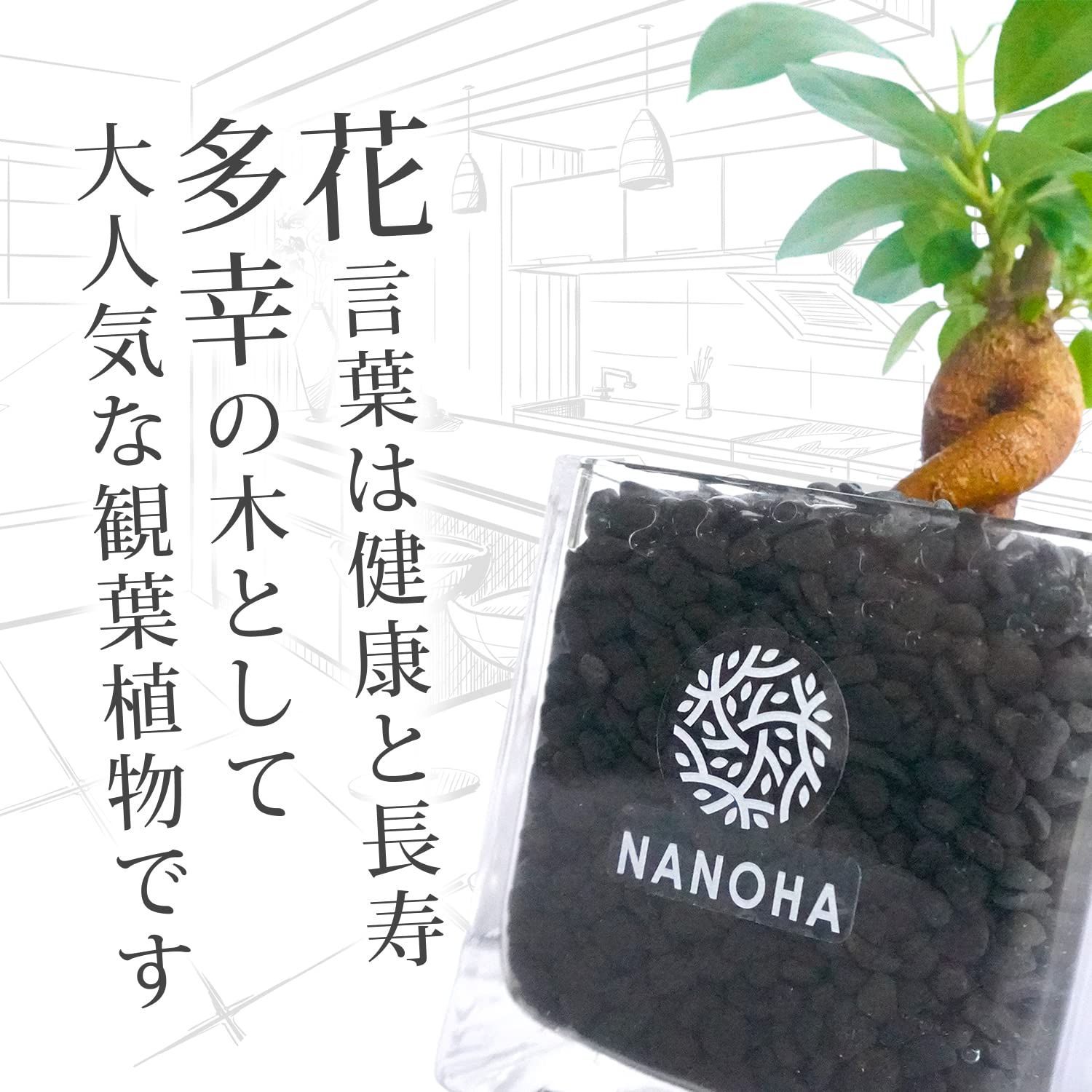 多幸の木 観葉植物