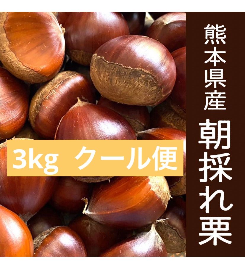 熊本県産 栗 生栗 - 果物