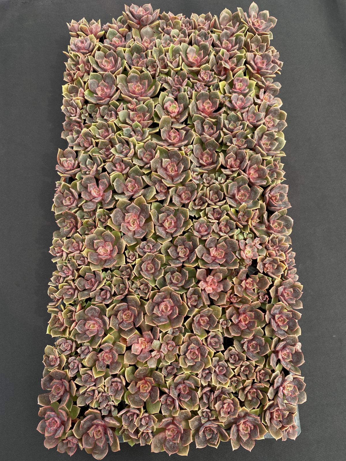 新発売 C6032 虹のキャンデー 105苗セット 土と根付き 多肉植物