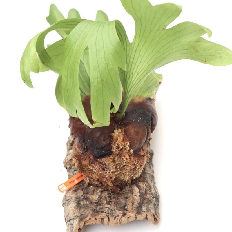 770ビカクシダ スリナリウムP.surinariumコロナリウムxワンダエ新種