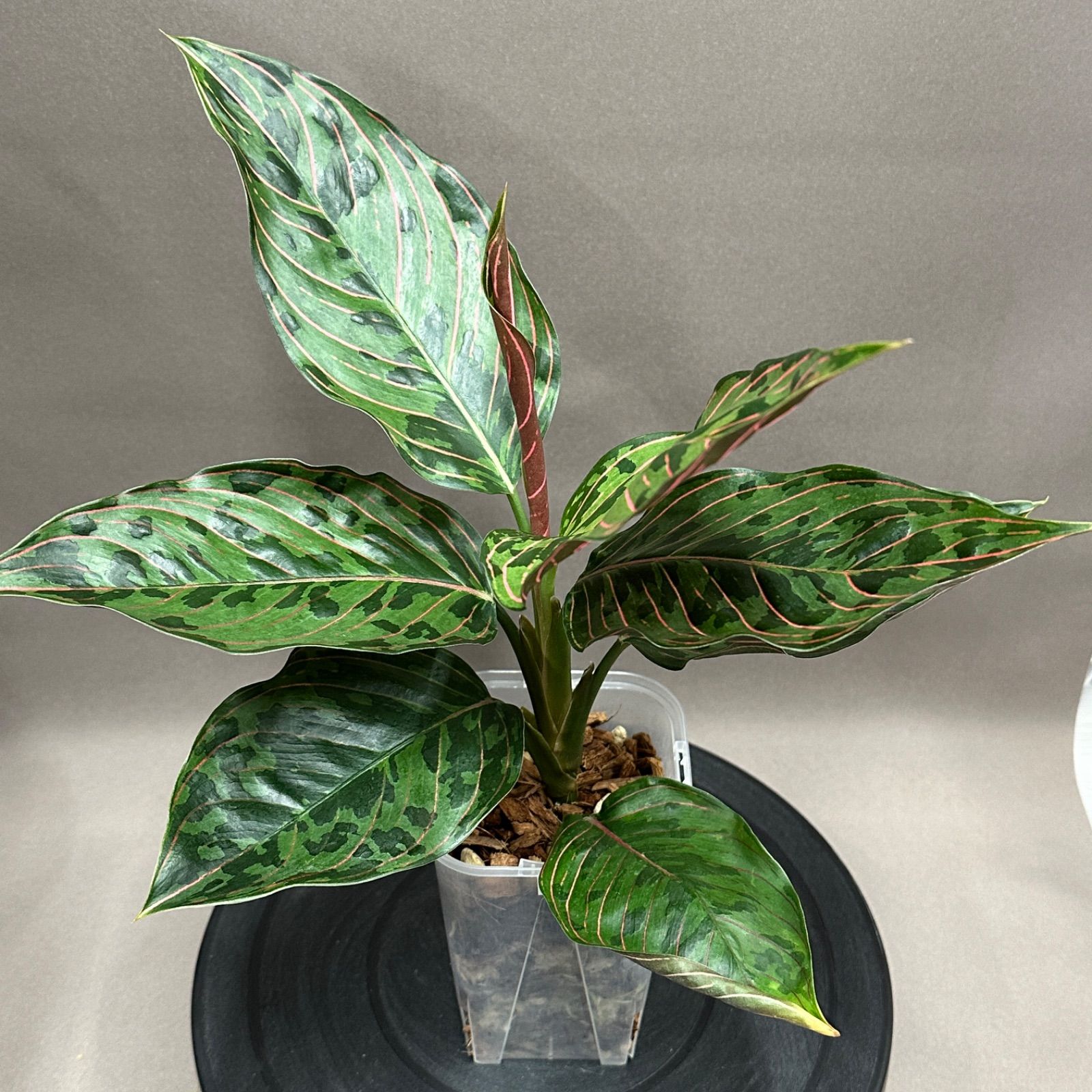 アグラオネマ レッドアーミー 鉢皿付き アグラオネマ：レッドアーミー