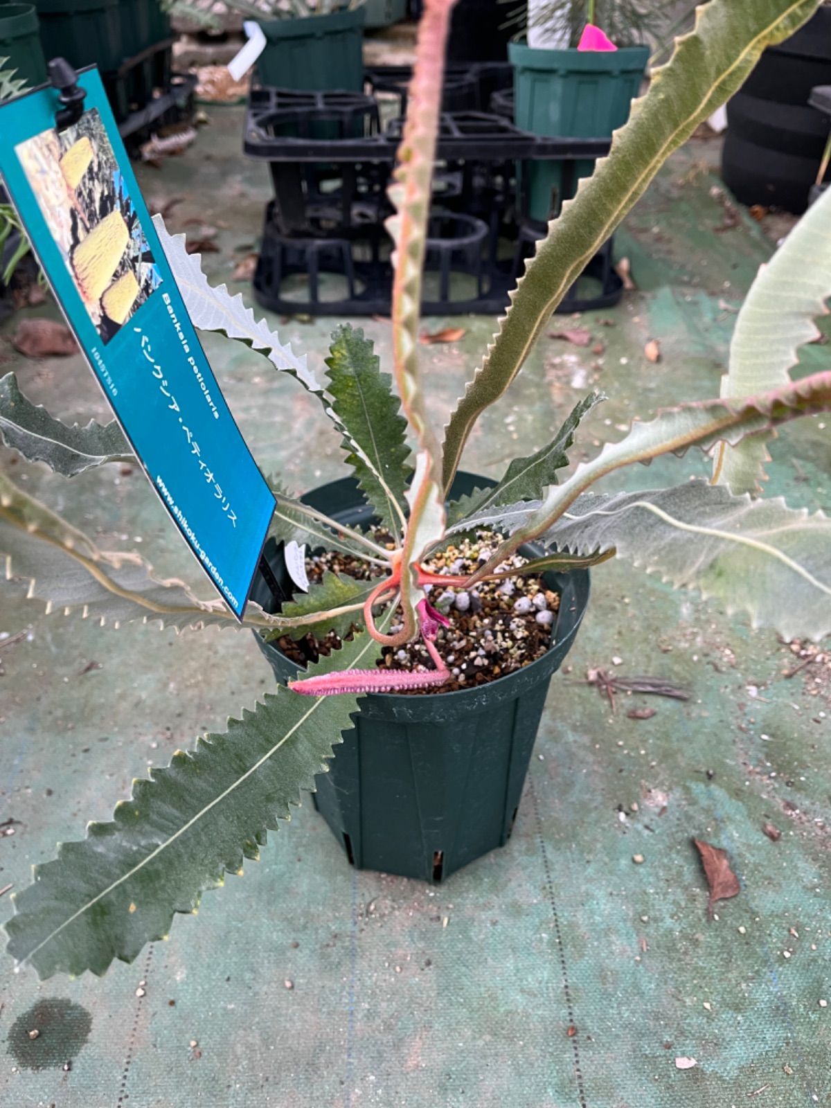 バンクシア・ペティオラリス5号 - メルカリ