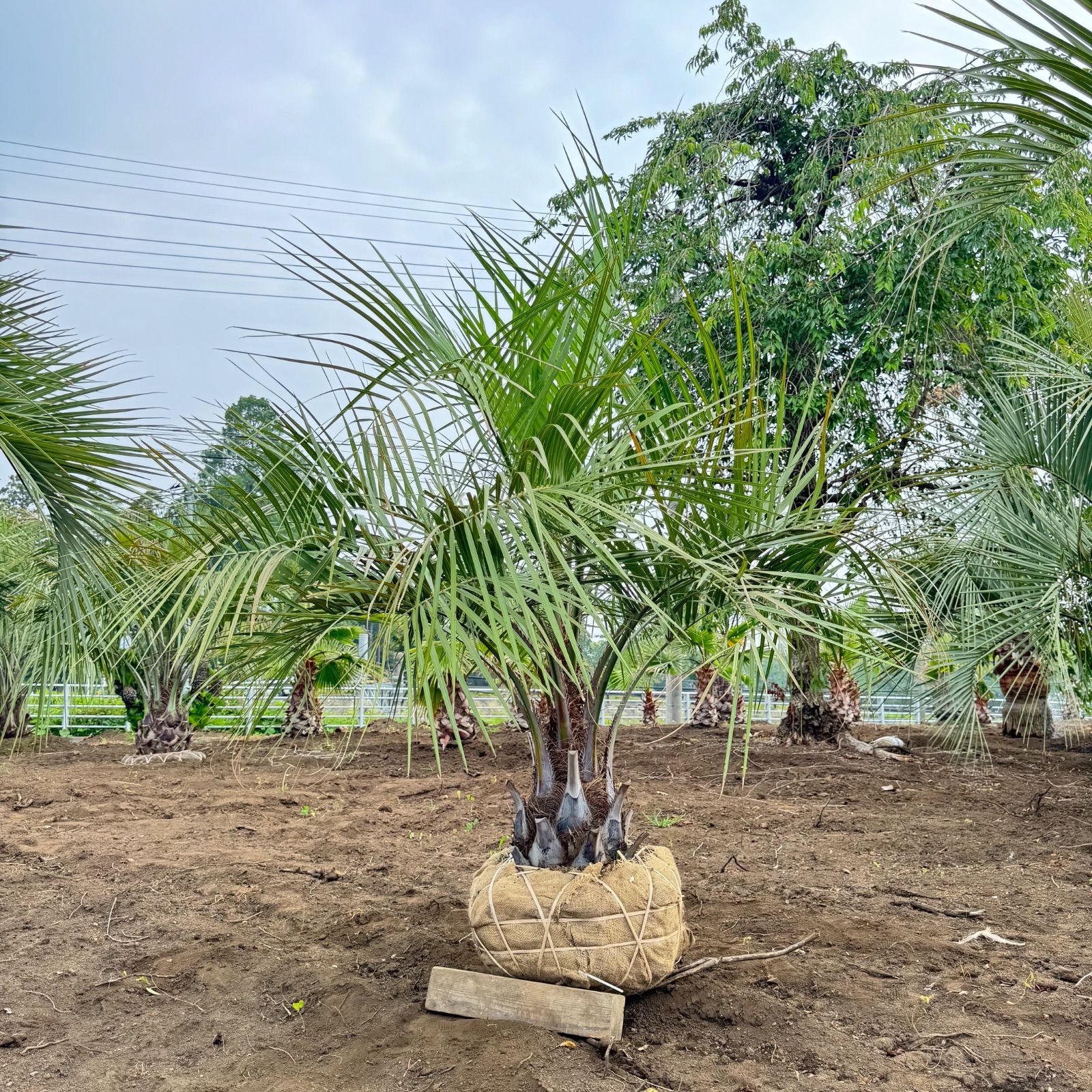 ココスヤシ - メルカリ