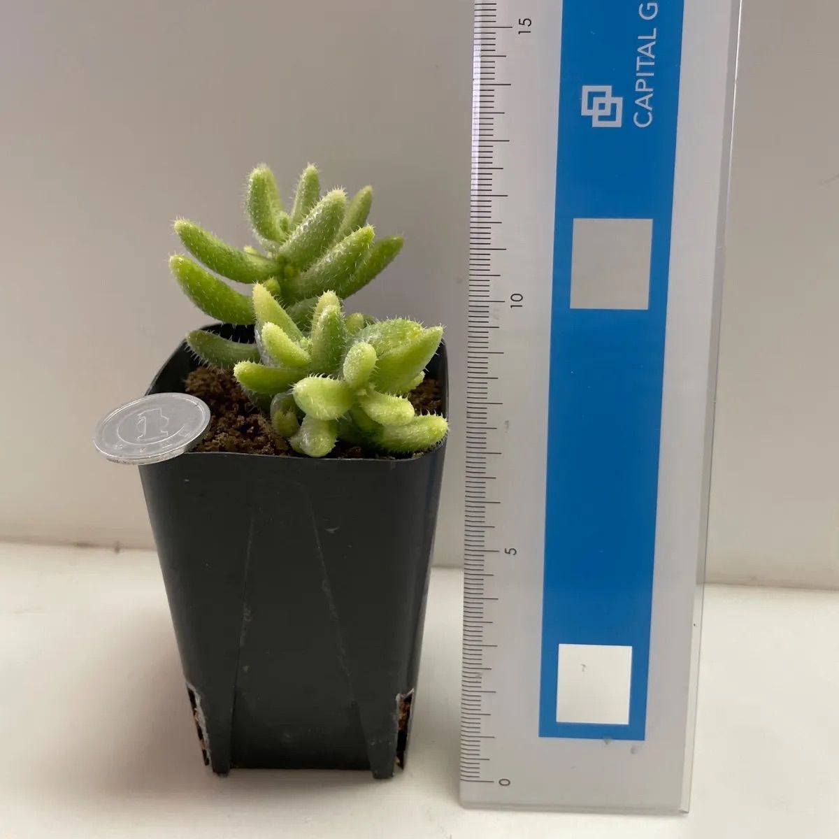 多肉植物 雷童錦(レア) 抜き苗 根付き - メルカリ