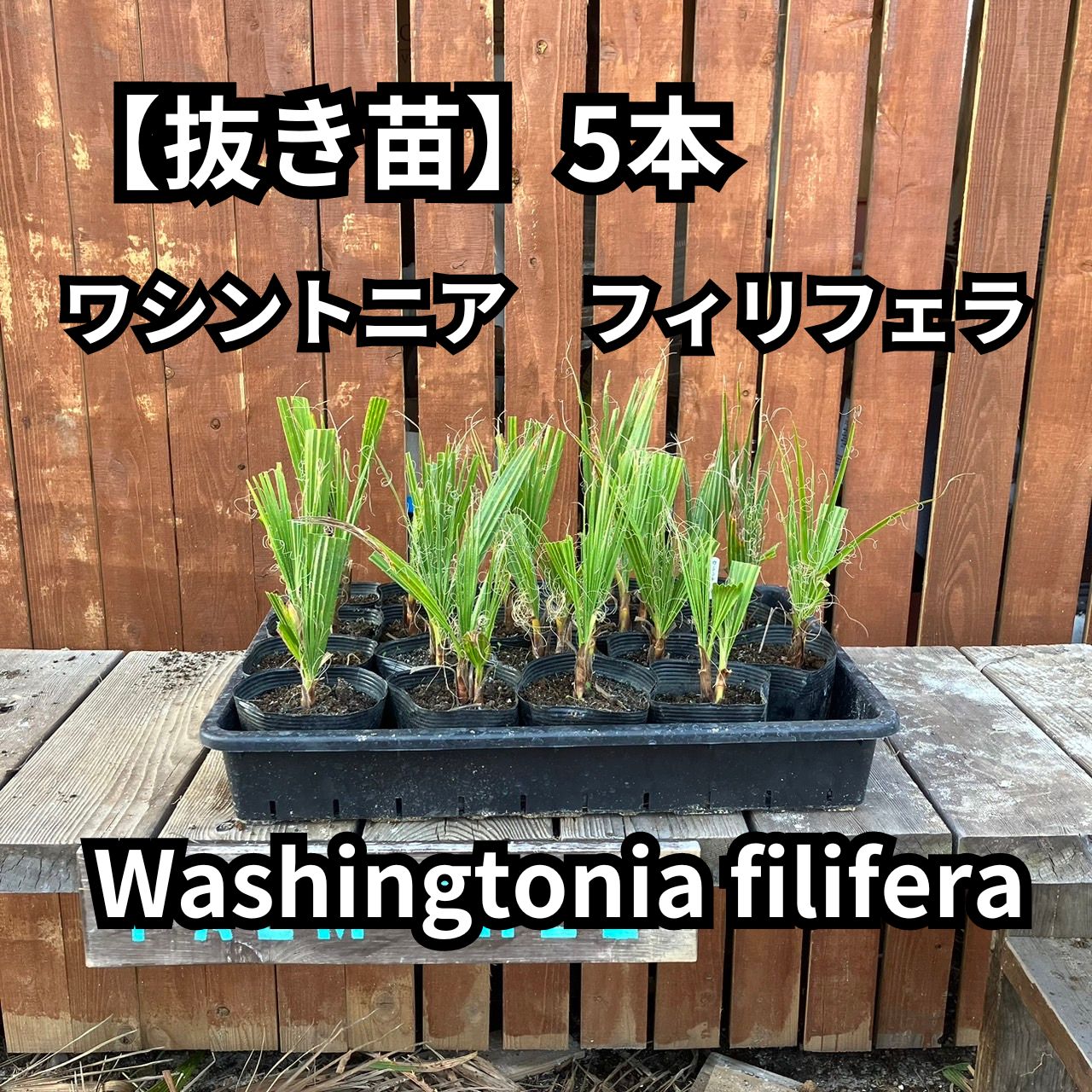 抜き苗】5本 ワシントンヤシ ワシントニア フィリフェラ Washingtonia