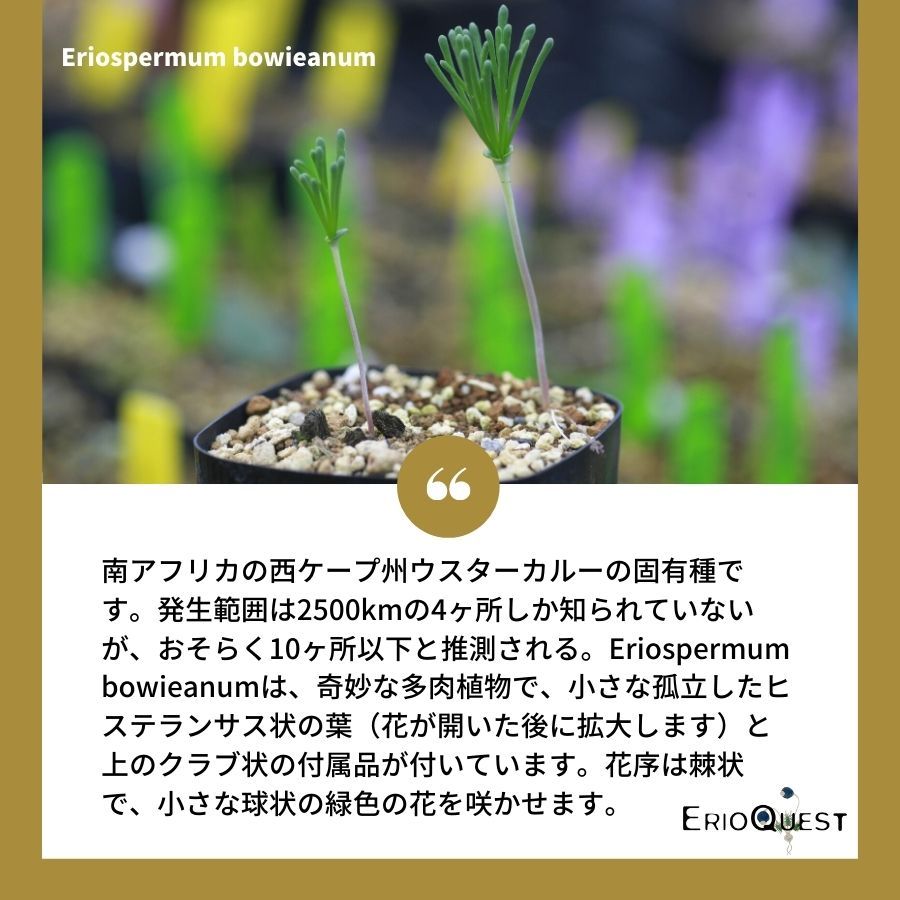 エリオスペルマム ボウイアヌム Eriospermum bowieanum EQ809
