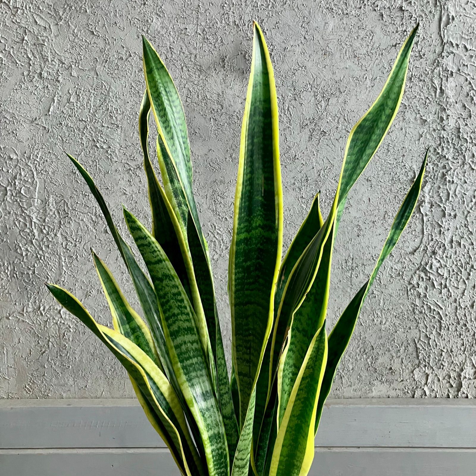 テラコッタ鉢植え