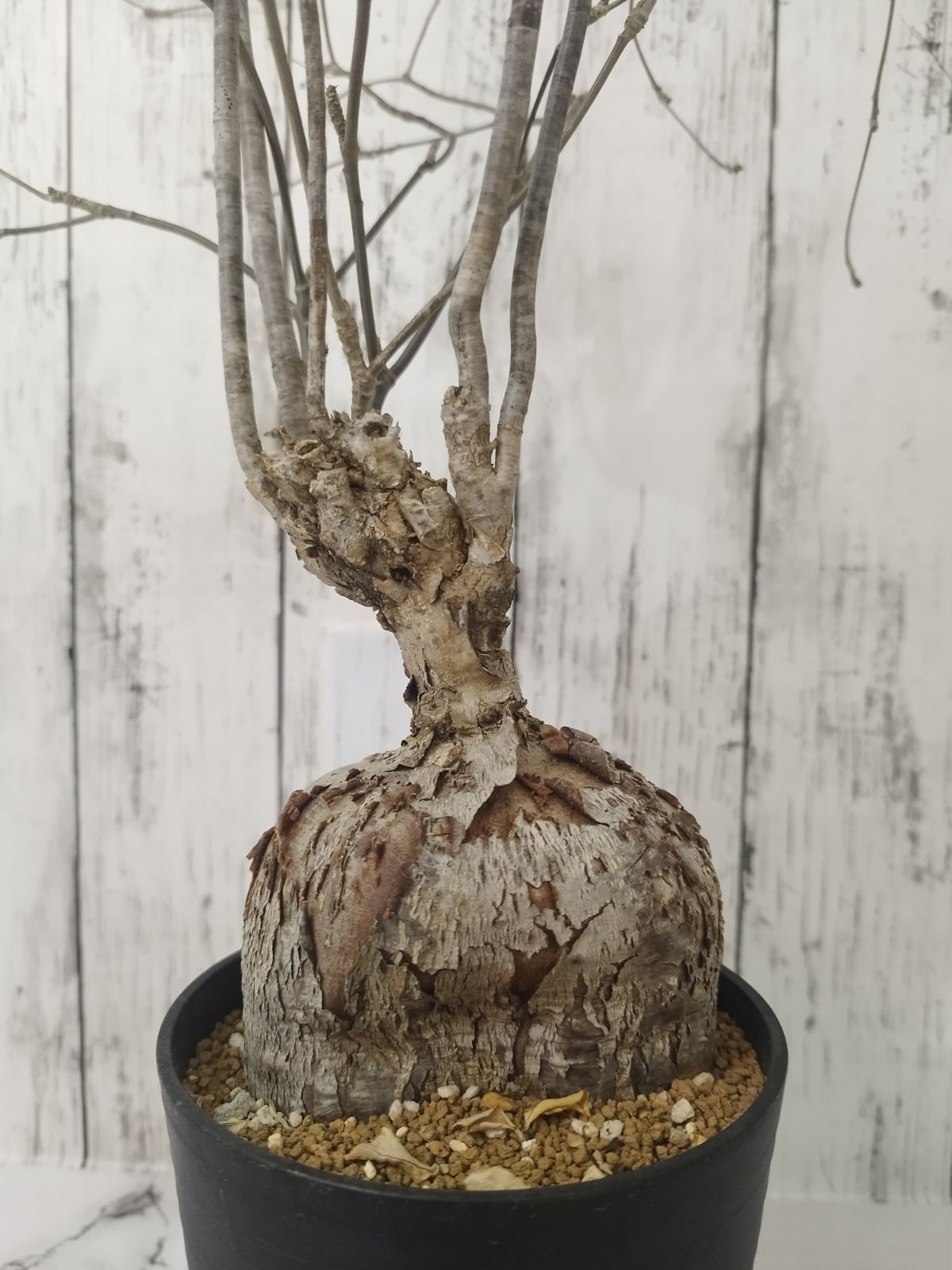 ユーフォルビア ヘディオトイデス マダガスカル 珍奇塊根植物