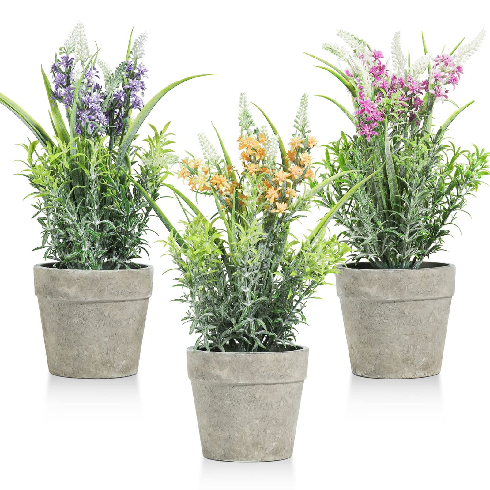 S-86 超希少 サンスベリア タワー 斑入り 輸入株 鉢ごと発送