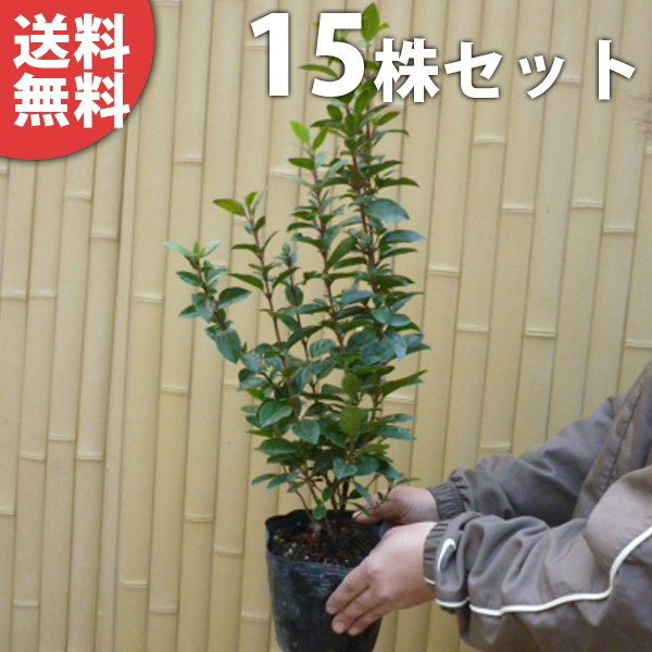 ユキヤナギ 抜き苗 ユキヤナギ 抜き苗 苗 ユキヤナギ 抜き苗