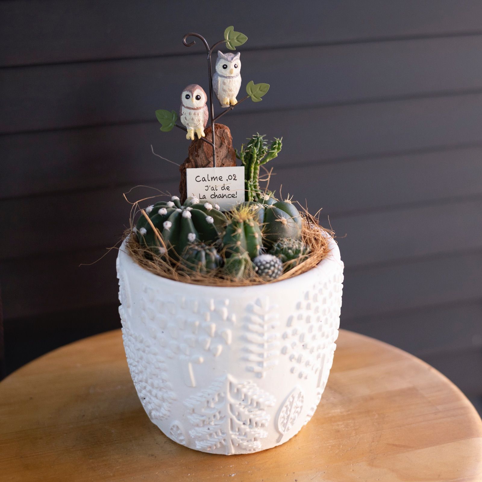 サボテン 寄せ植え 観葉植物 多肉植物 インテリア 4号 陶器鉢