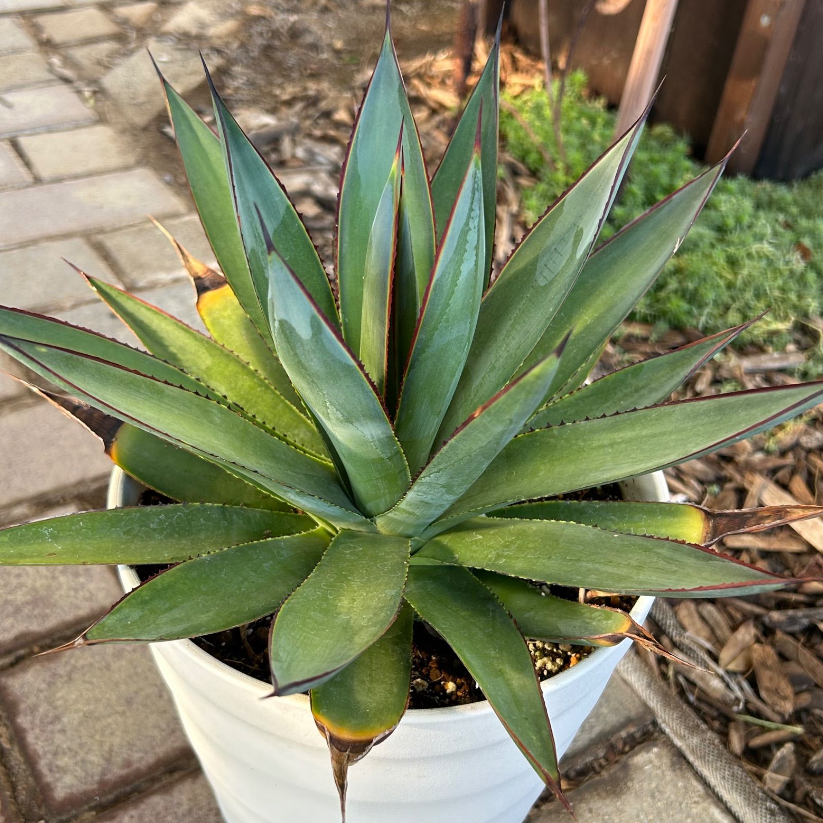 アガベ ブルーグロー 大株 アガベ ブルーグロー Agave 'Blue Glow' no