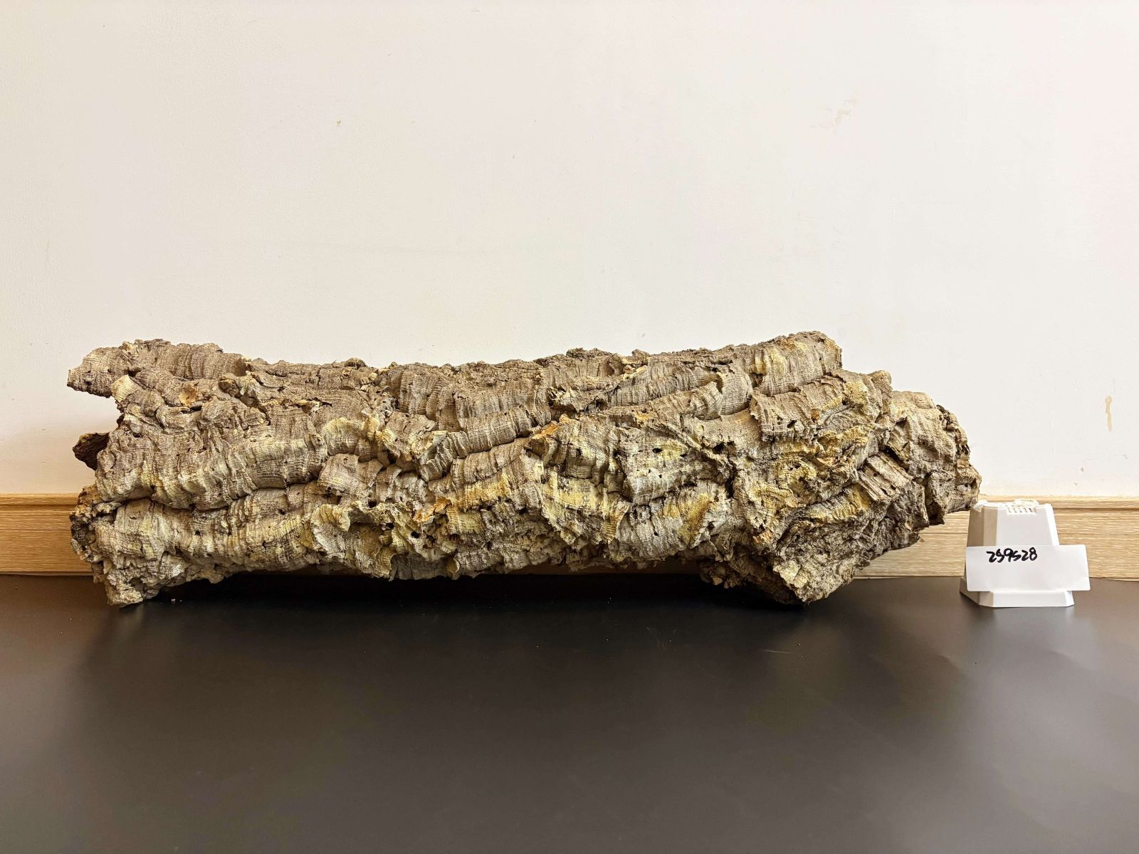 259S28 ポルトガル産 キャノンコルク コルク樹皮 コルク板 バージンコルク チランジア ビカクシダ 着生ラン 両生類 爬虫類