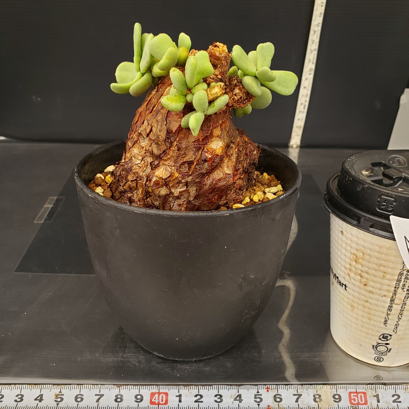 N607【自社養生株】ケラリア ピグマエア（現地球・発根株