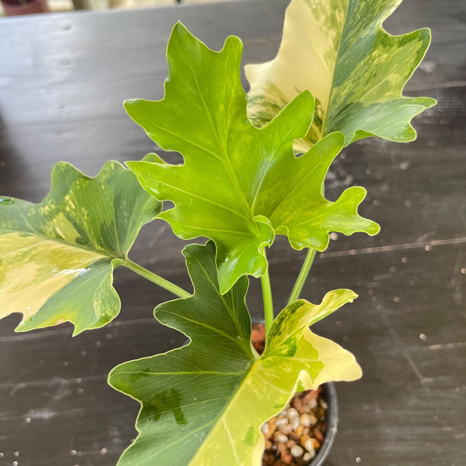 斑入り フィロデンドロン　セローム 極斑】フィロデンドロン セローム 斑入り Philodendron Selloum