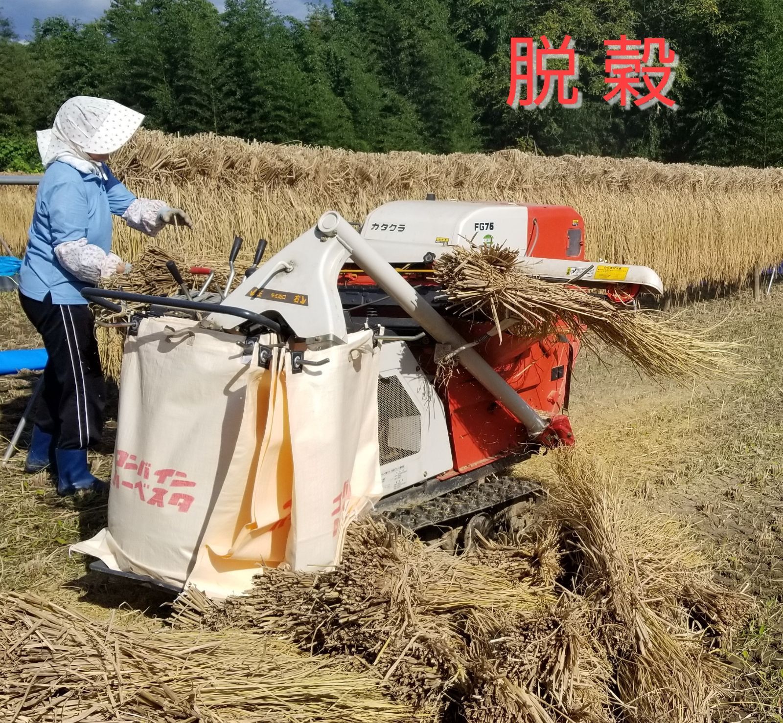 令和5年長野県産 【いのちの壱】 特別栽培米 はざ掛け米 玄米24Kg 全国送料無料 - メルカリ