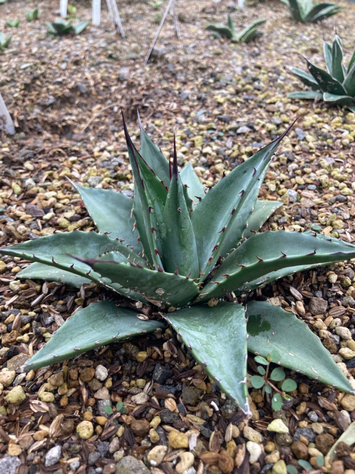 アガベ オバティフォリア×笹の雪 希少種 ハイブリッド ショータイム 美