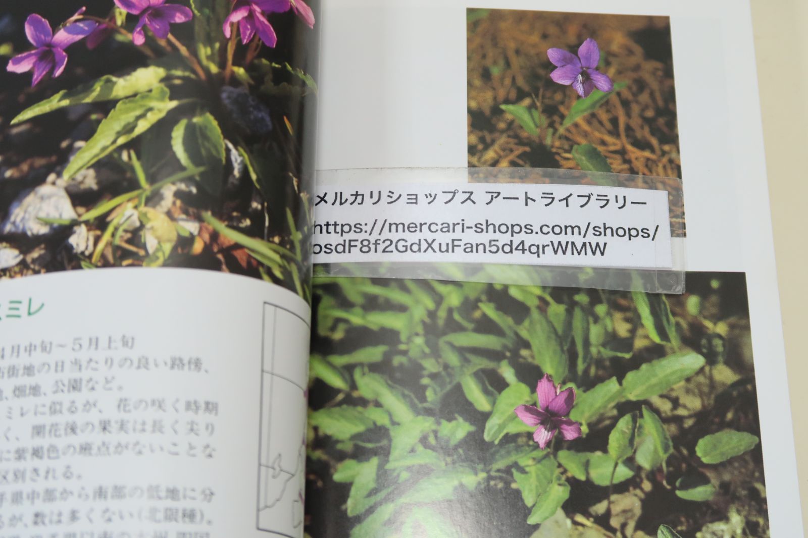 【中古】 岩手の山菜百科/岩手日報社/薊舎 岩手日報社の本2冊/岩手のスミレ・片山千賀志・伊藤正逸/岩手の