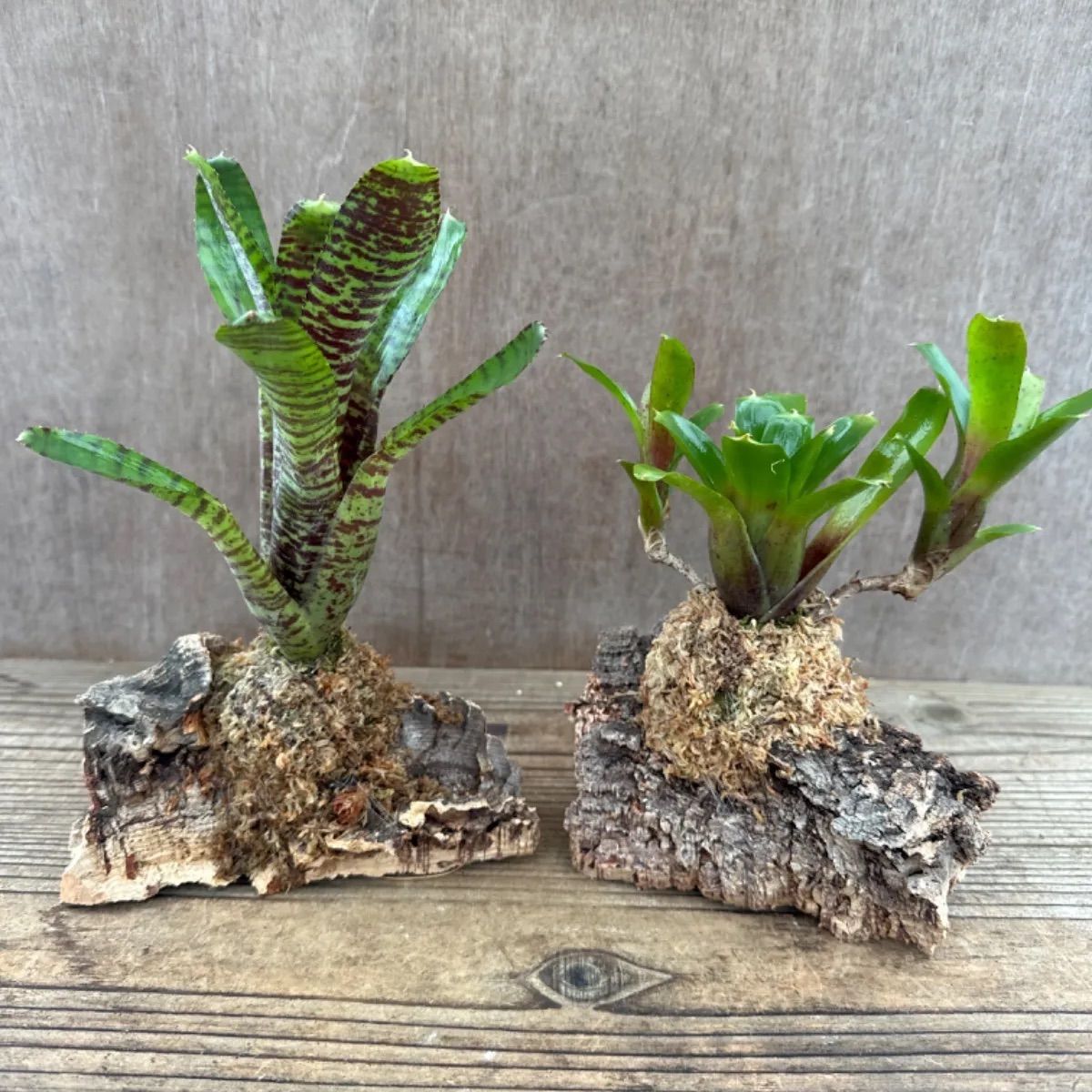 Neoregeliaセット② Neoregelia Blueberry Blizzard ネオレゲリア