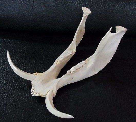 アフリカ便！高品質 イボイノシシ 成獣の頭骨（XLサイズ）※捕獲データ付