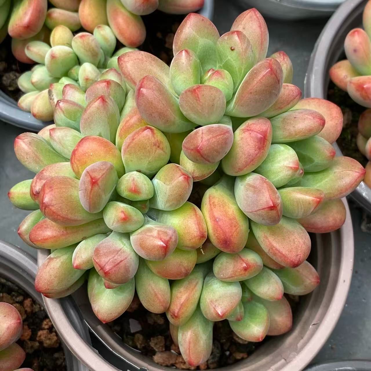 多肉植物 韓国苗 エケベリアmix苗 ゆうパック発送 1セットのみ‼️ 楽天市場】多肉植物 韓国苗 エケベリア おまかせ5種類セット