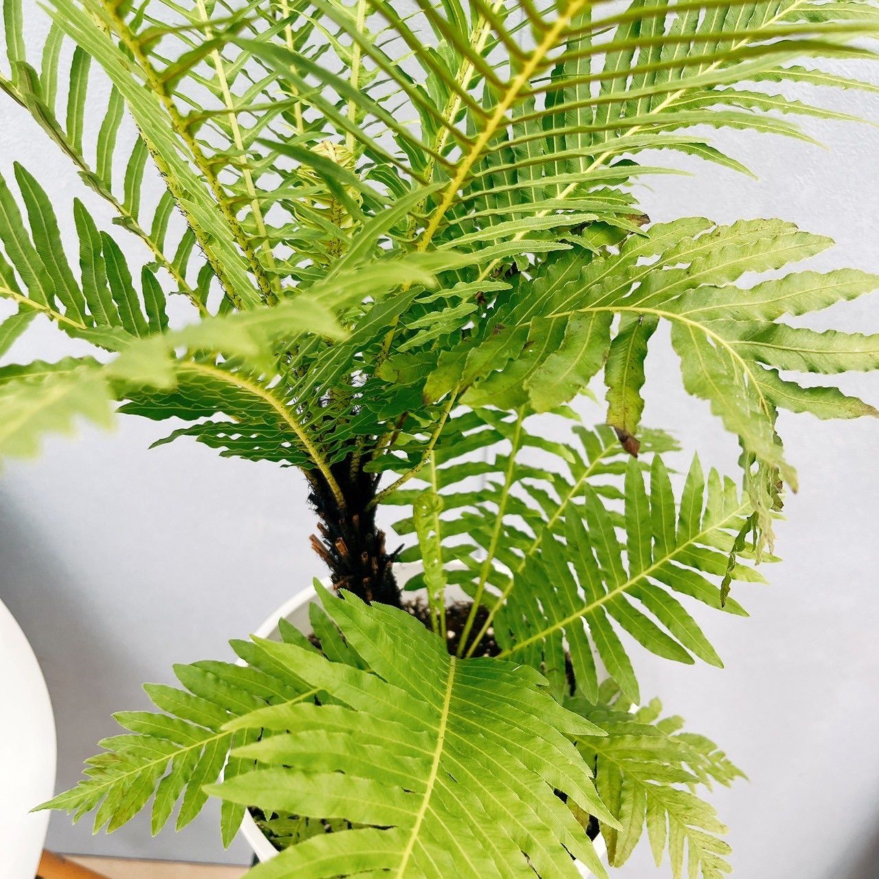 現品］55番 ブレクナム ギバム シルバーレディ 6号 観葉植物