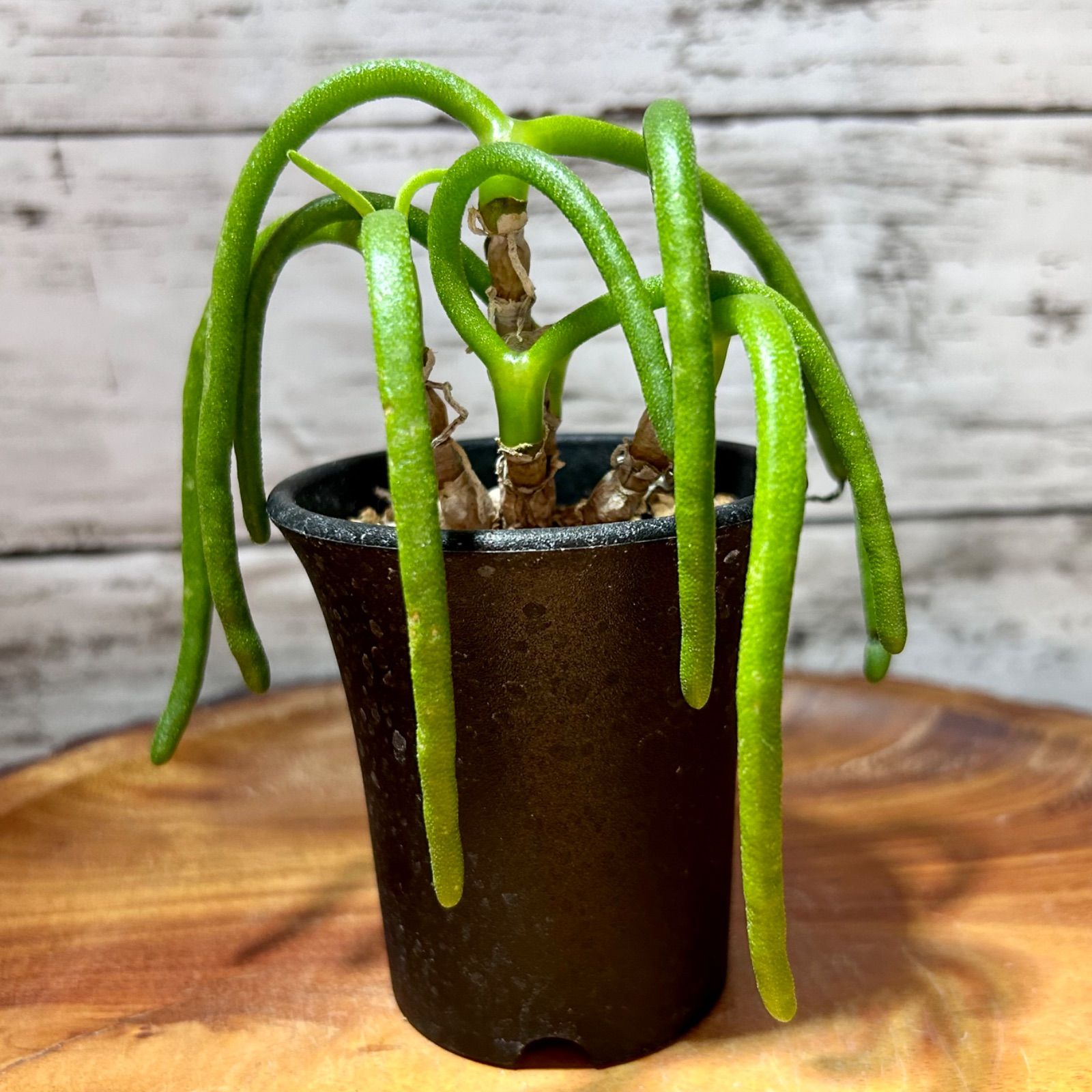 モニラリア オブコニカ 冬型塊根植物 多肉植物 - メルカリ