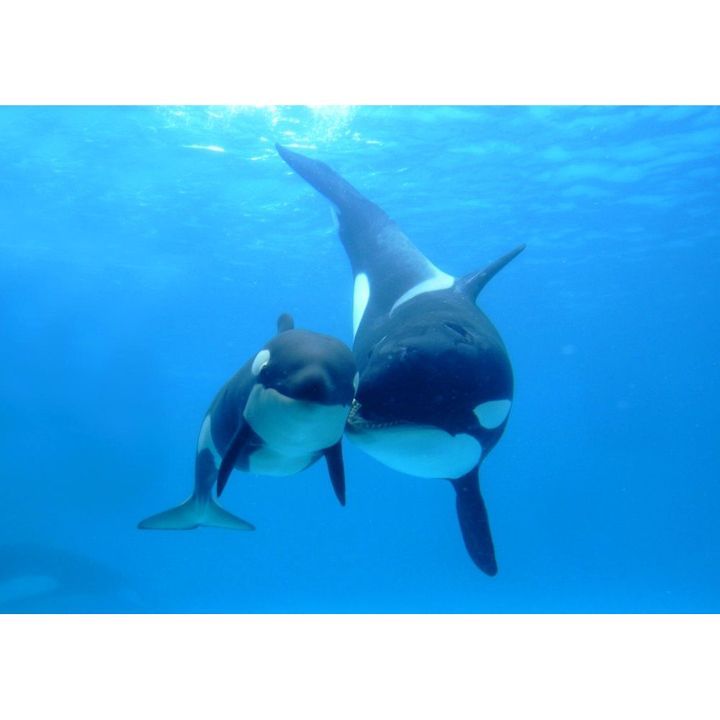 絵画風 壁紙ポスター (はがせるシール式) シャチ オルカ 親子 海 キャラクロ ORCA-001A1 (A1版 830mm×585mm) ＜日本製＞ ウォールステッカー お風呂ポスター