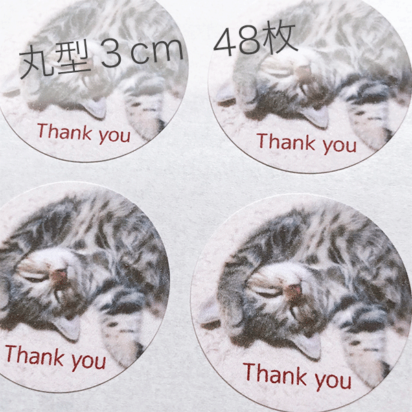 goldfieldstvet.edu.za - thank youねこちゃん 価格比較