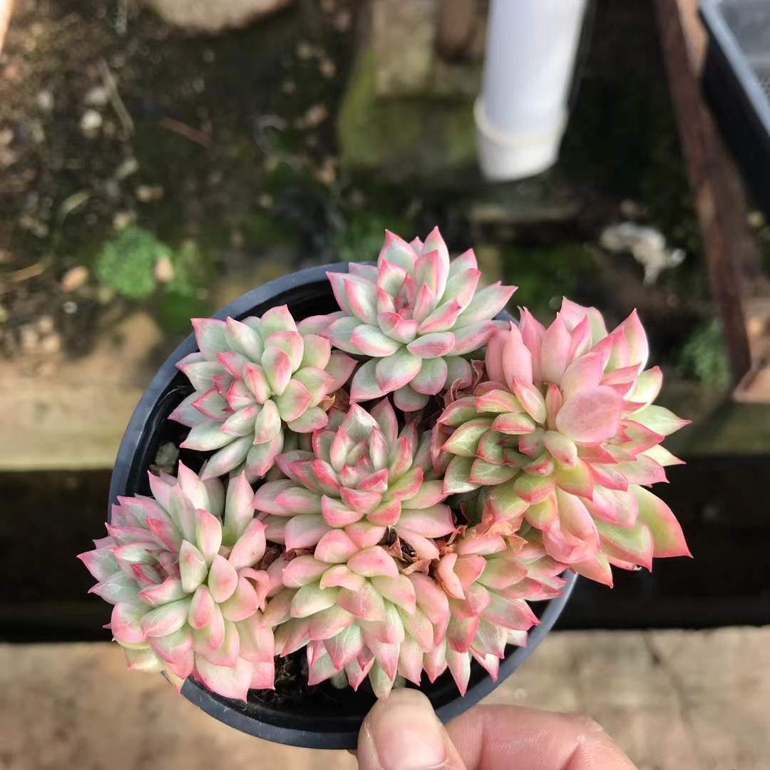 抜き苗 マビナニシキ SKL1234×18株 ふっくら 多肉植物