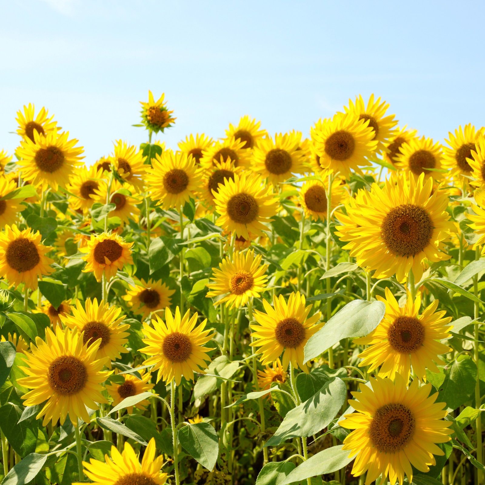 お花の種】巨大ひまわり☆向日葵 種子 10g80粒以上！切花緑肥グランドカバー - メルカリ