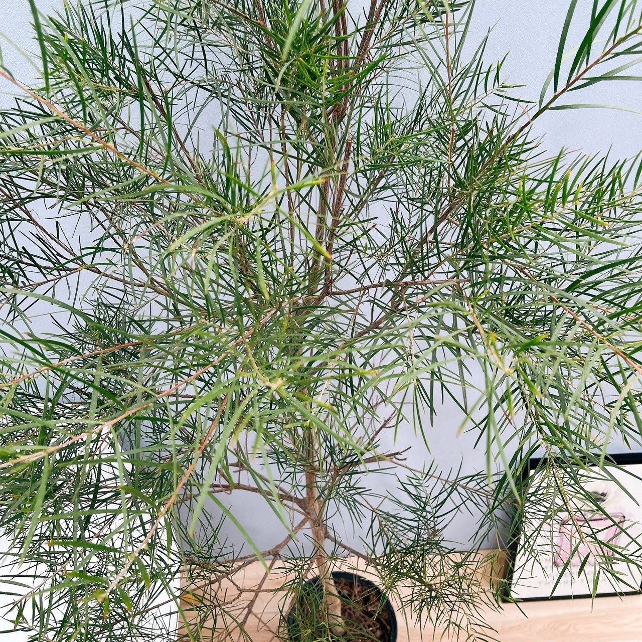 ［現品］※売約済※ 法人　割引　アカシア　フロリバンダ　8号　観葉植物　レア 在庫］ビッグサイズ！！ アカシア フロリバンダ 8号 観葉植物