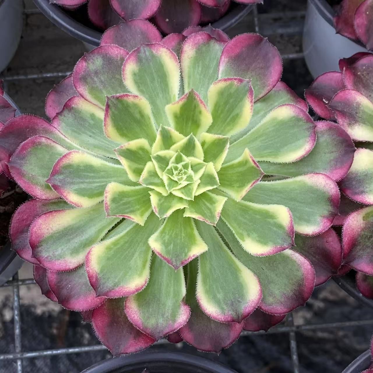 32株の抜き苗セット】玉ハート法師 多肉植物 佐川急便発送 エケベリア