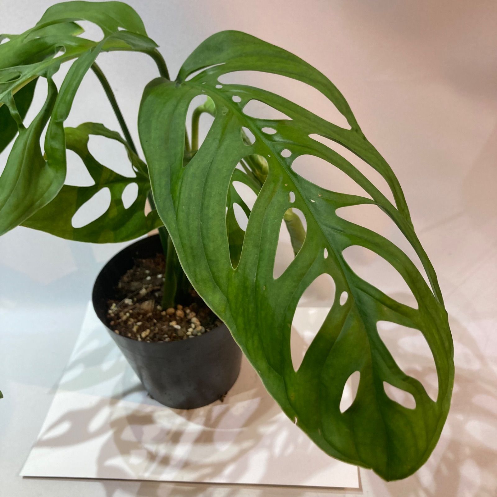 モンステラ・エスケレート 5号鉢 モンステラエスケレート( Monstera