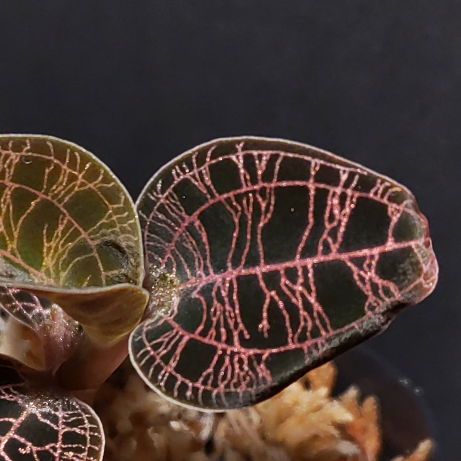 希少 ドッシニア　マルモラータ　ダイィ　ジュエルオーキッド　小苗 希少 ドッシニア マルモラータ ダイィ ジュエルオーキッド 小苗