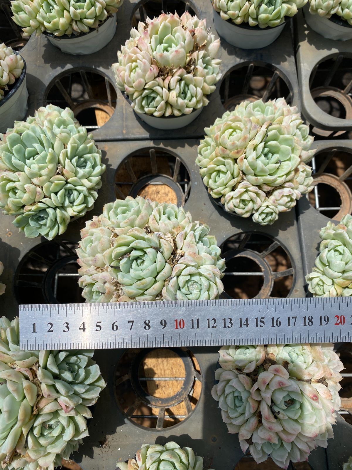 36株の抜き苗セット 白月影 多肉植物 佐川急便発送 エケベリア 韓国苗 ZM1675