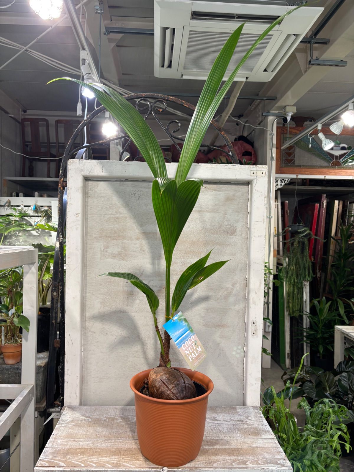 ココスヤシ 鉢底から120cm ココヤシ 7号 ② 鉢底から約120cm 8月