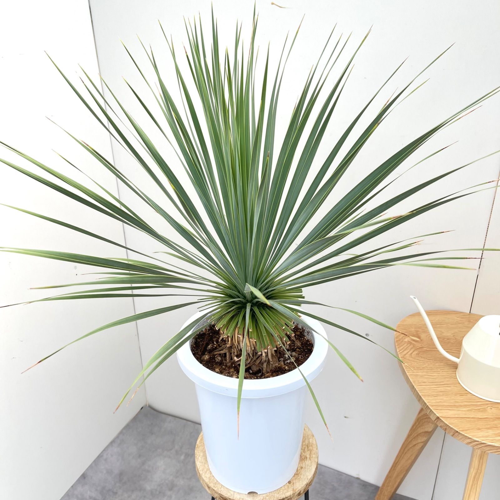 ユッカロストラータ　静岡市引き取り限定 ユッカロストラータ 静岡市引き取り限定