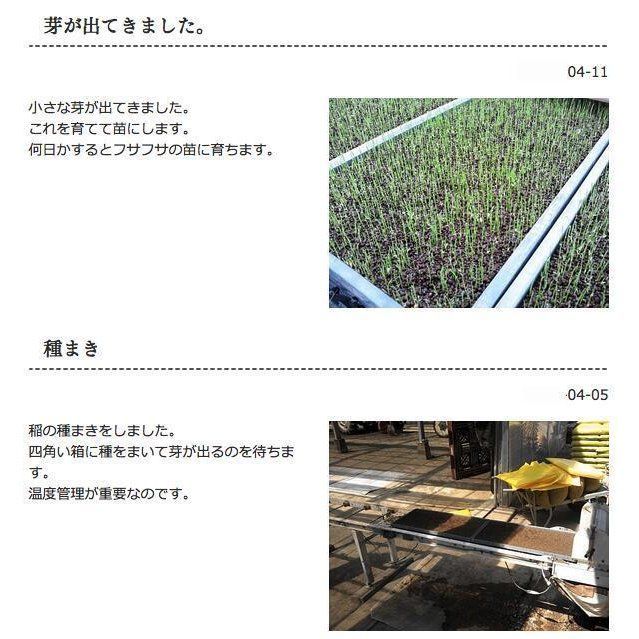 令和6年 化学肥料不使用 加須産 ミルキークイーン 玄米 1等 30kg 精米無料 2等