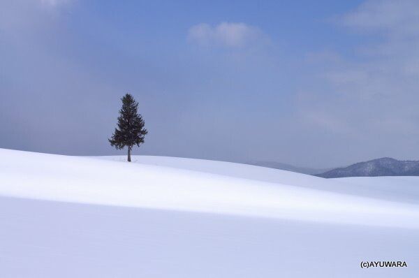 絵画 寸光の丘8