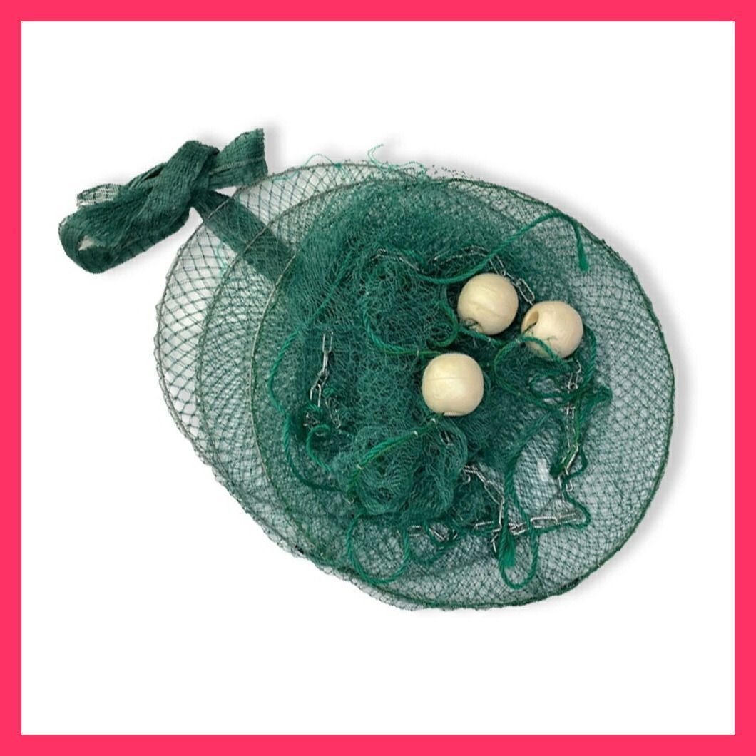 現物「ピセア・プンゲンス・スーパーブルーシードリング」7号 Picea