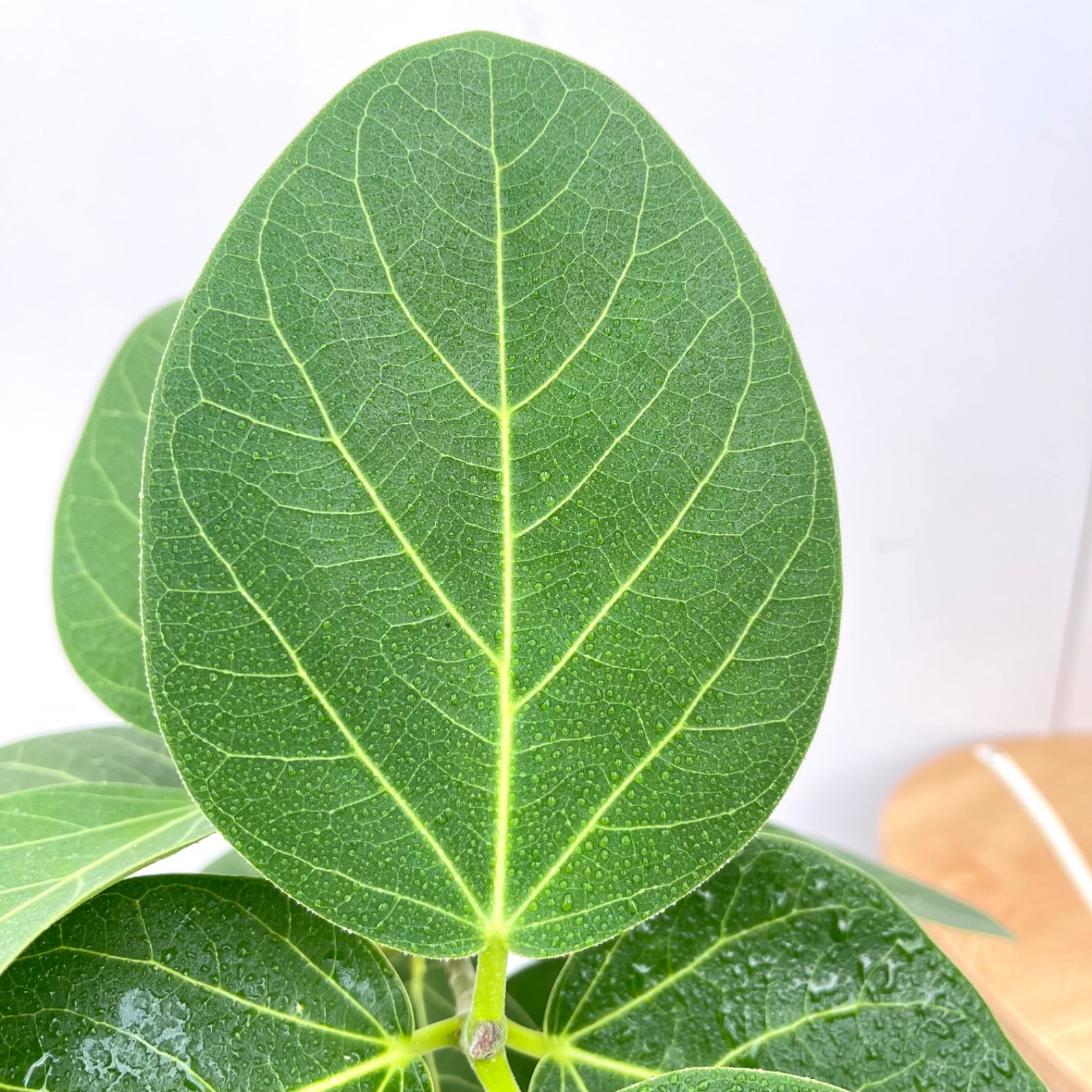 ［現品］フィカス　ベンガレンシス　曲がり　観葉植物　室内 現品］83番 フィカス ベンガレンシス 曲がり 螺旋 8号 観葉植物