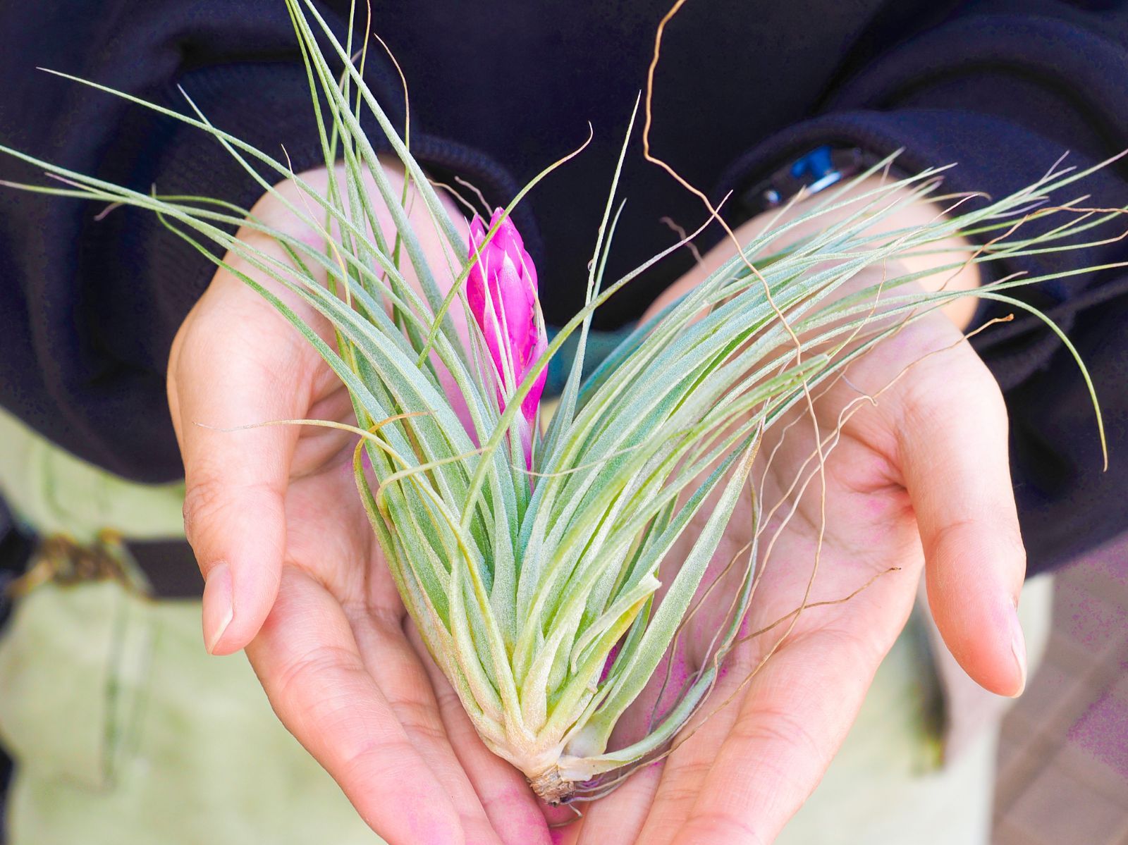 ご*ん様 チランジア22種 まとめ売り お買い得セット(メルカリ便にてお届けしま ご*ん様 チランジア22種 まとめ売り お買い得セット(メルカリ便